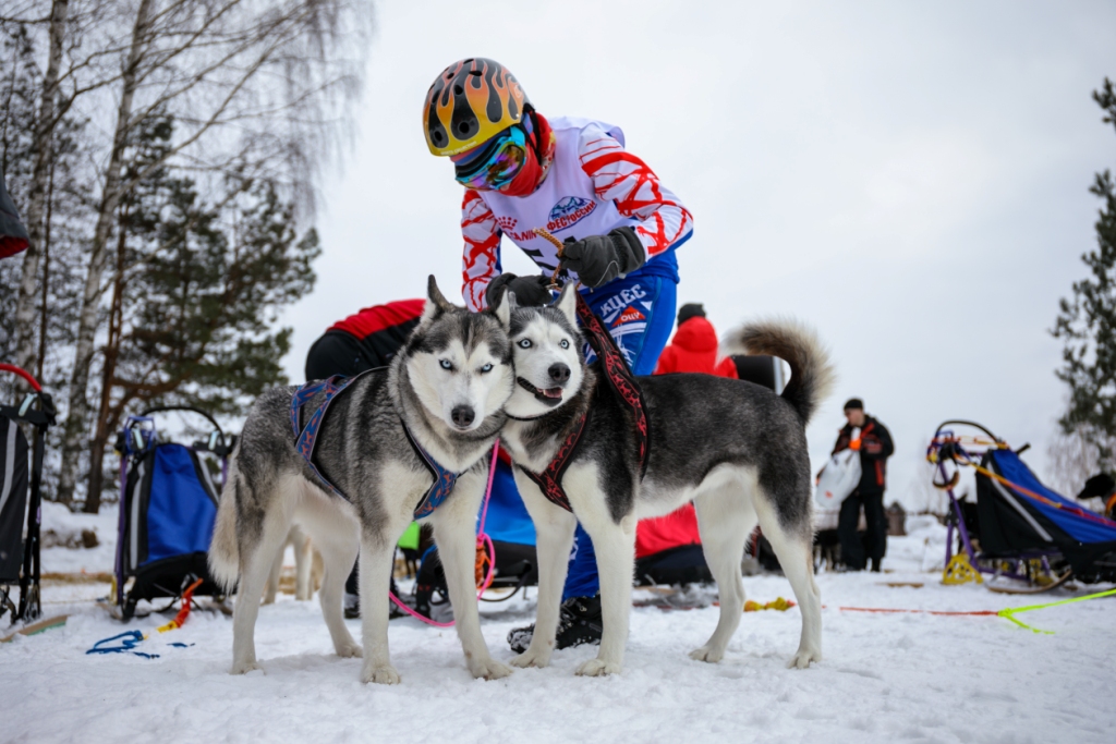 Чемпионат по ездовому спорту